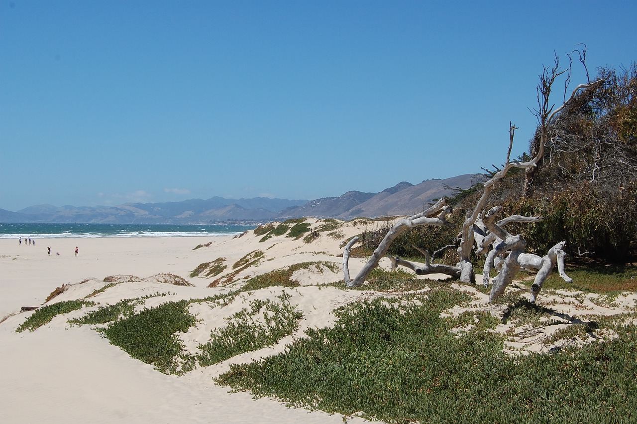beach coast dunes free photo