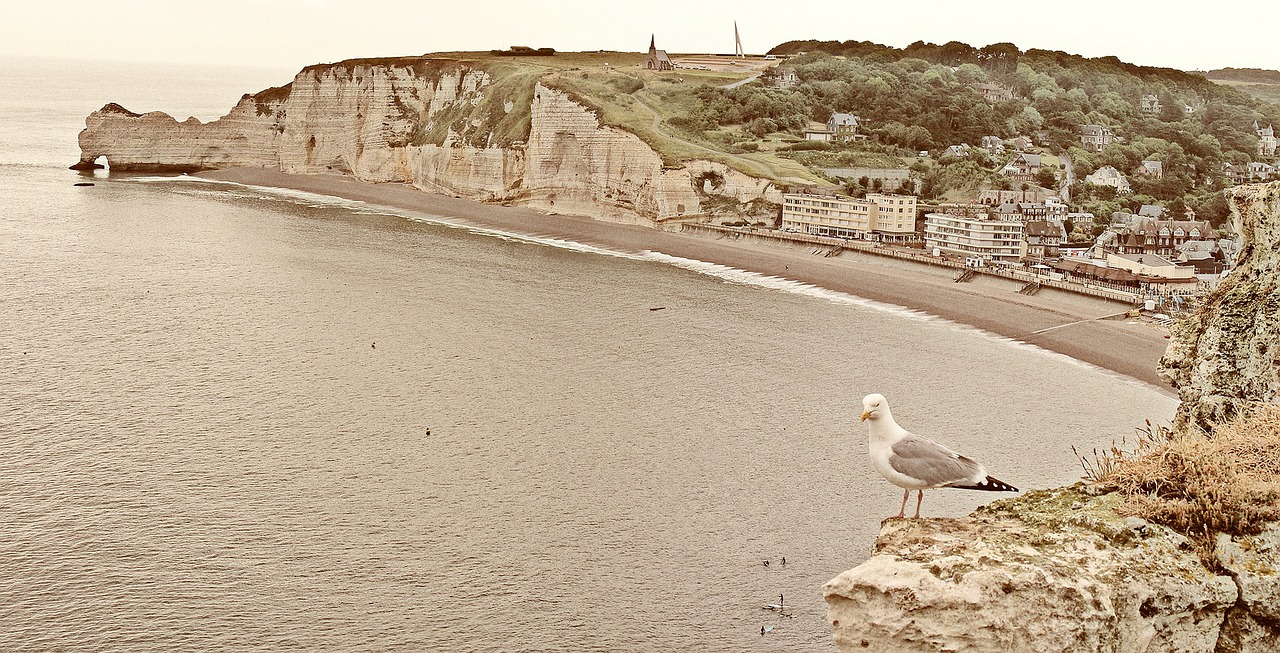 beach france gull free photo
