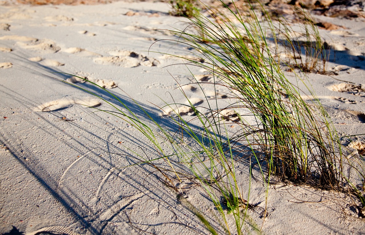 beach sand plants free photo