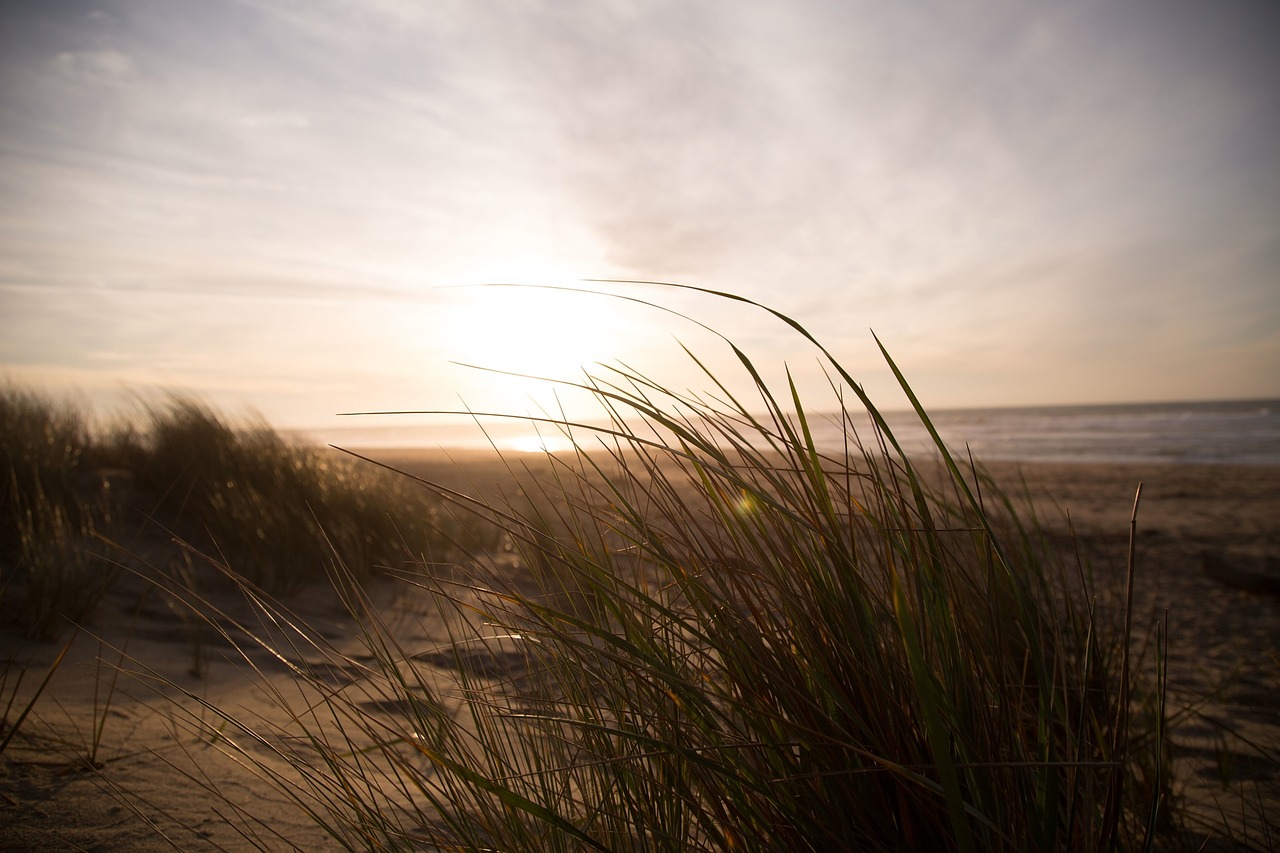 beach dunes sand free photo