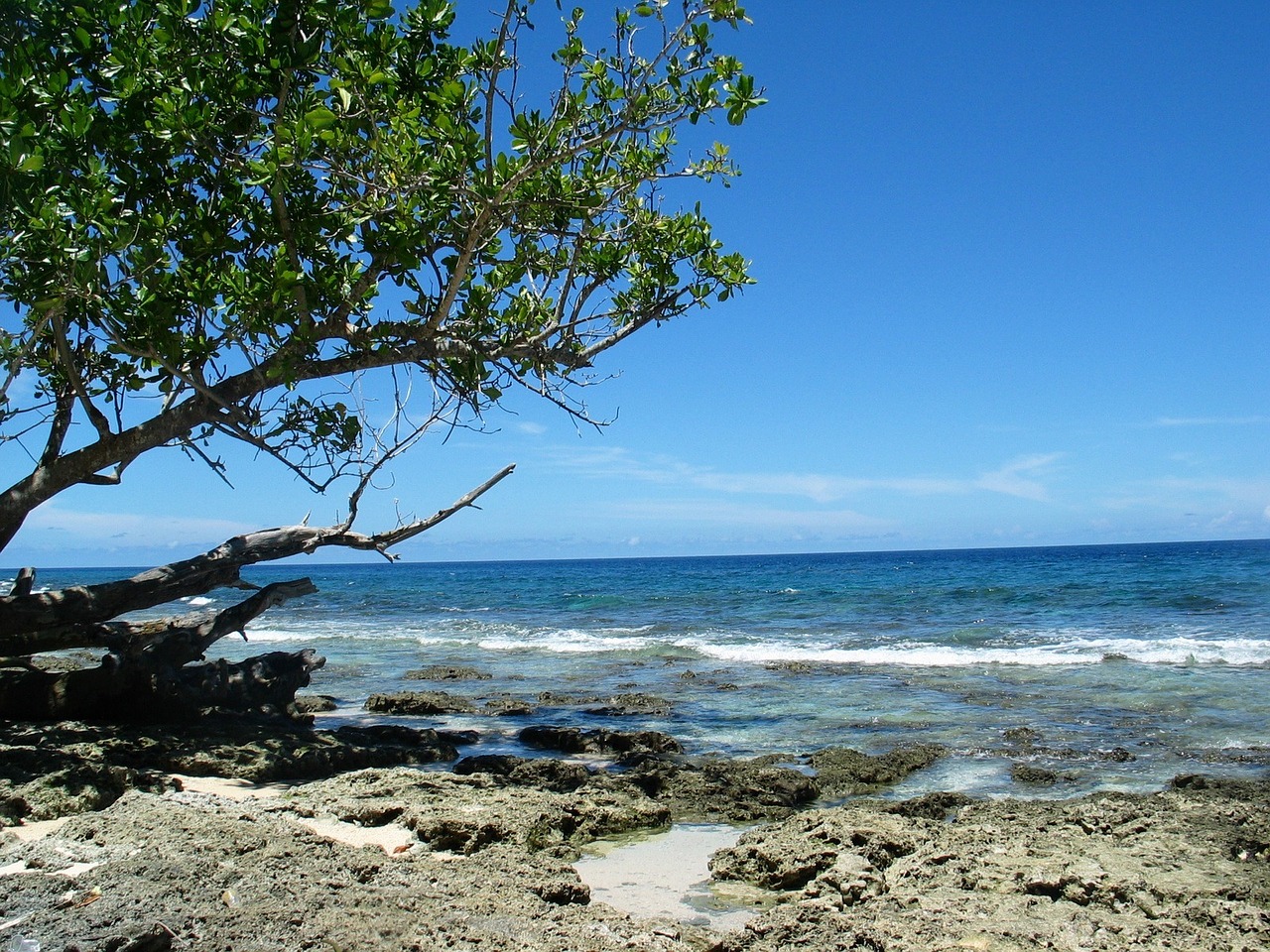 beach sea tree free photo