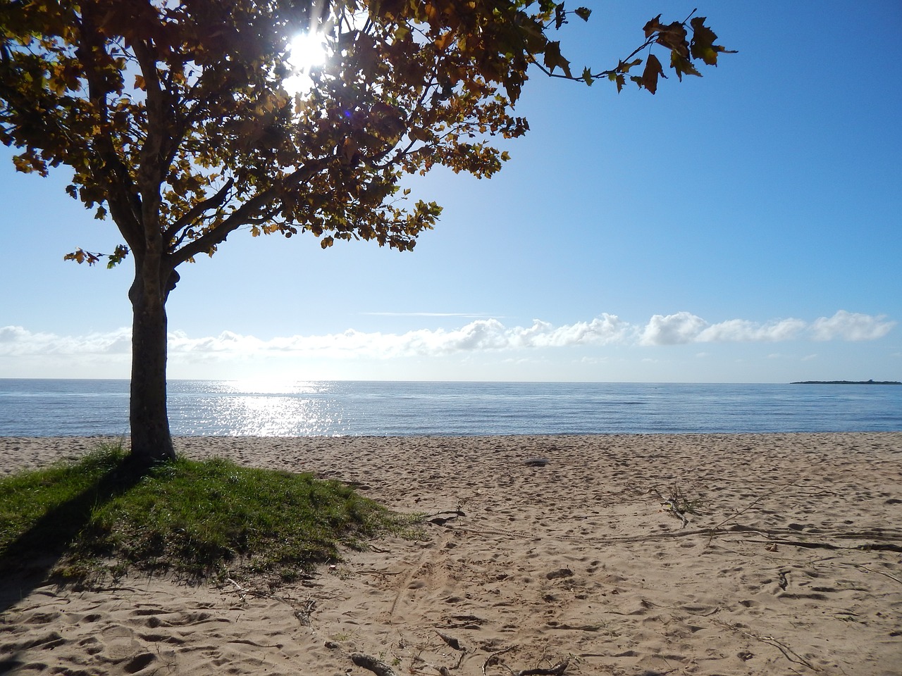 beach tree landscape free photo