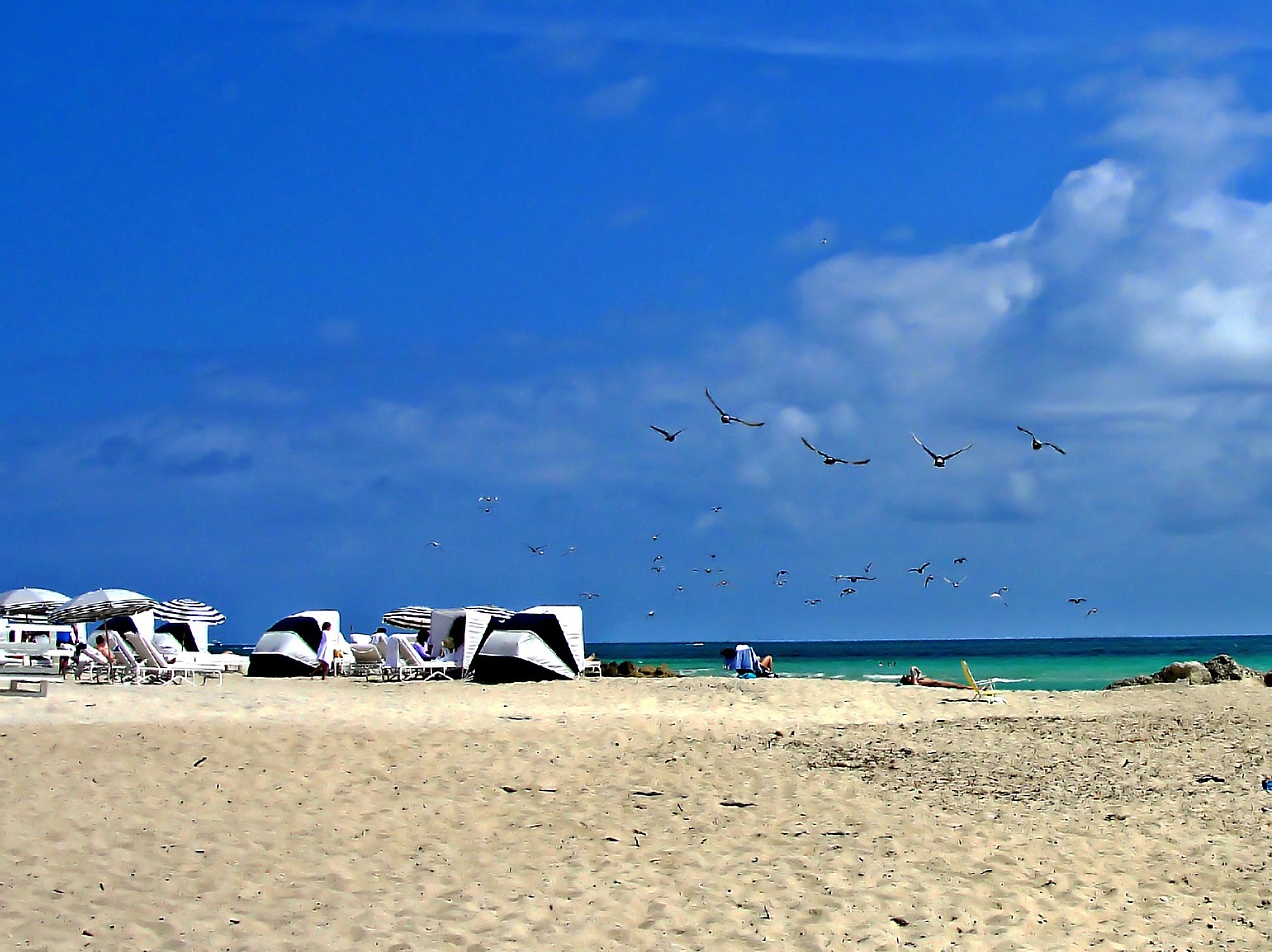 beach miami sea free photo