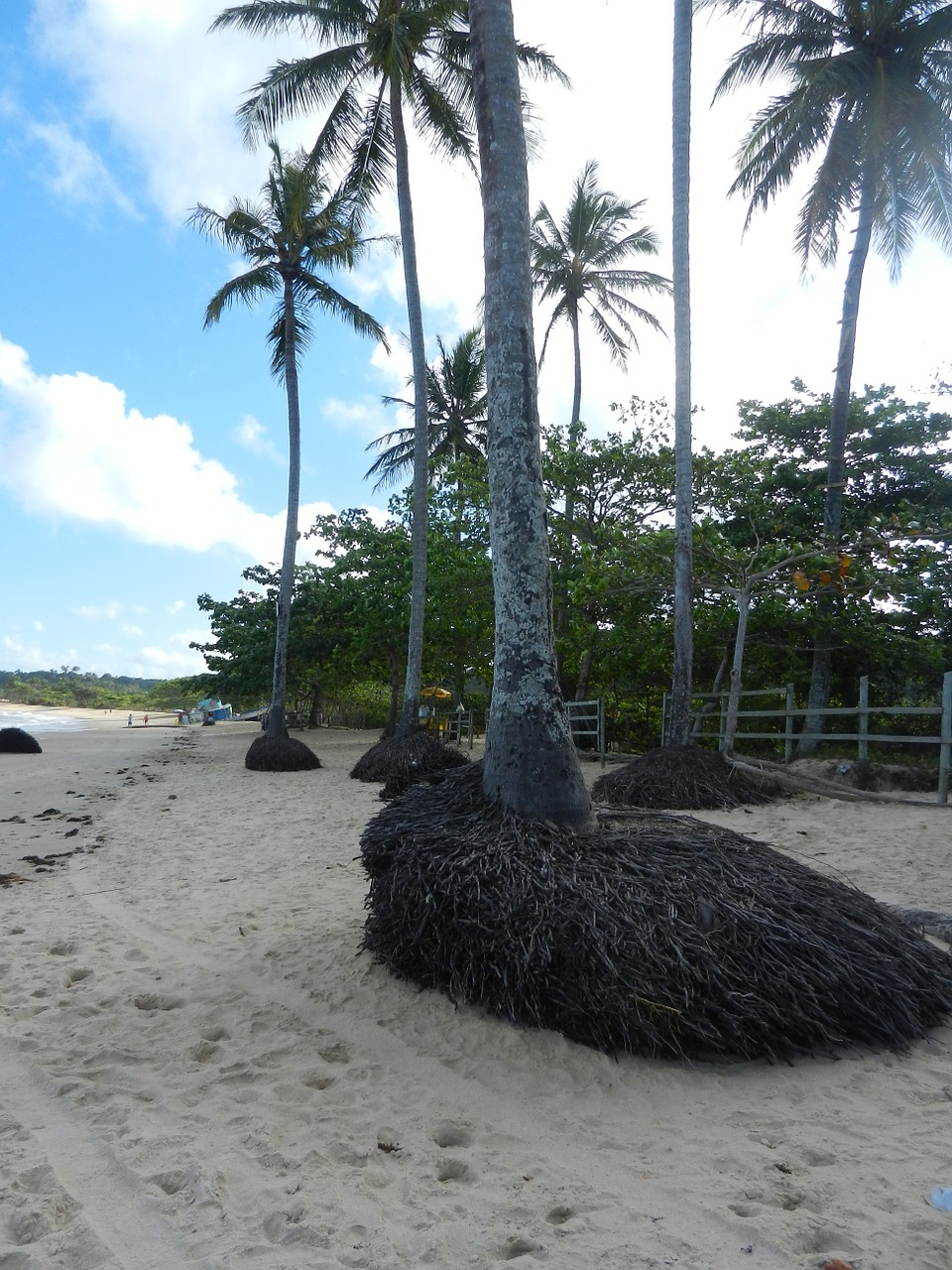 beach palms roots free photo