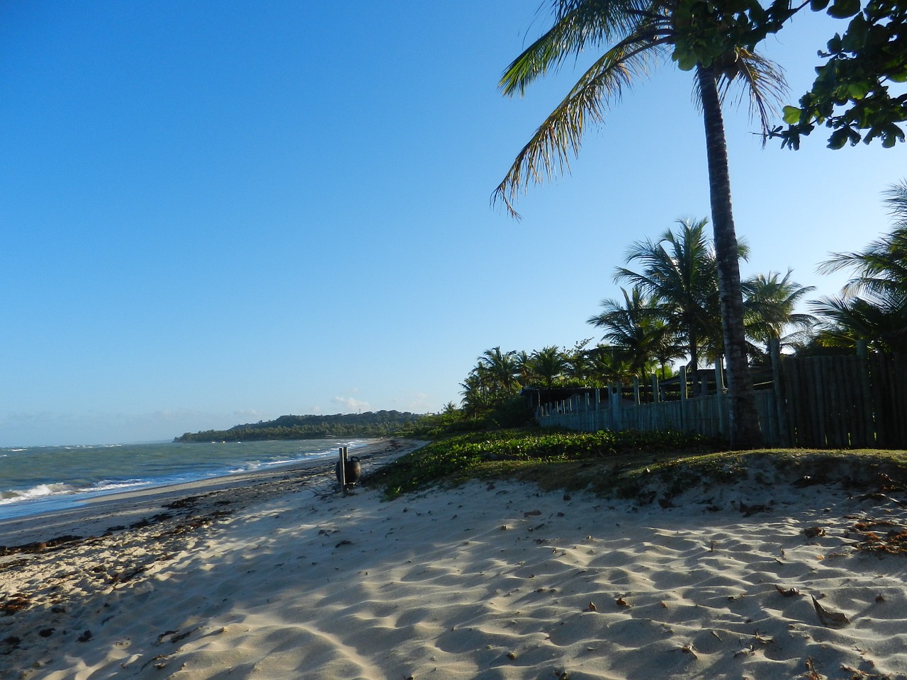 beach sunset palms free photo