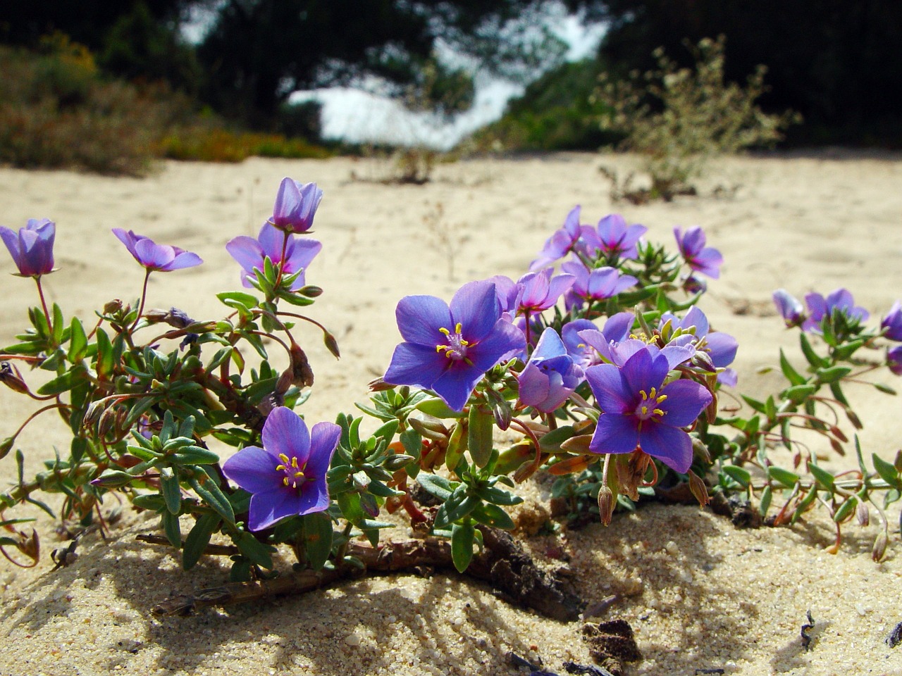 beach floral plant free photo