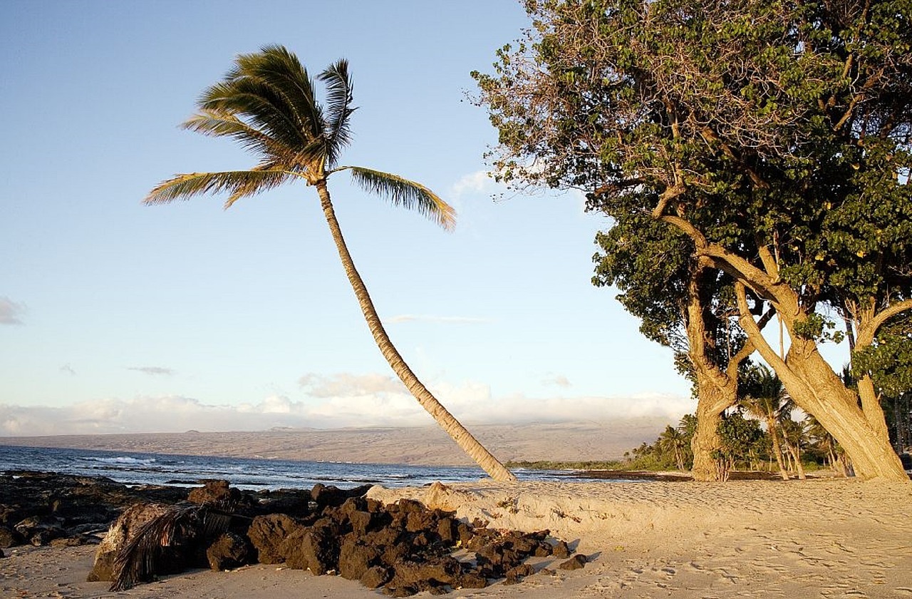 beach palm tree ocean free photo