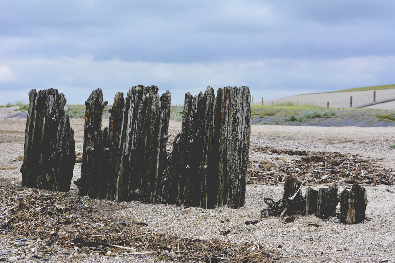 beach shore withered free photo