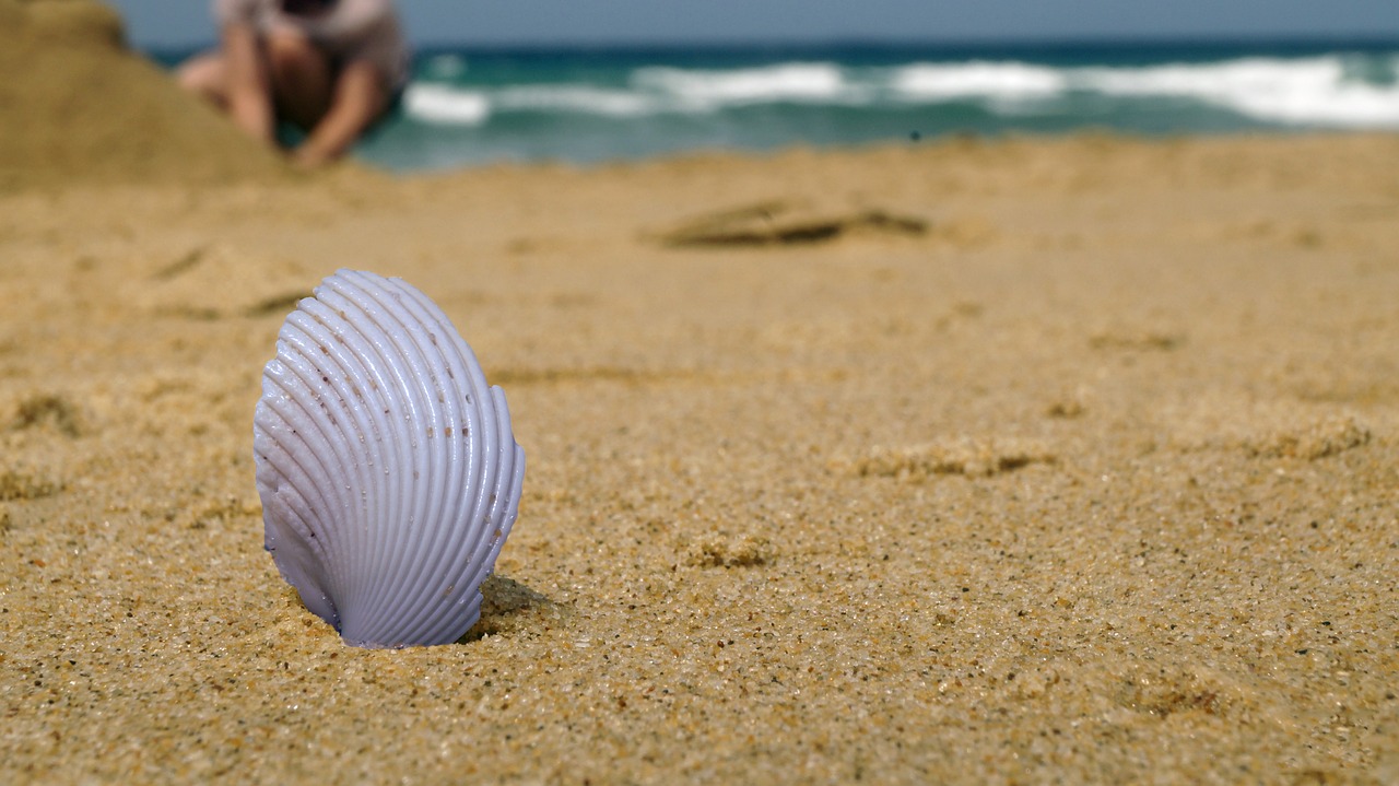 beach shell horizon free photo