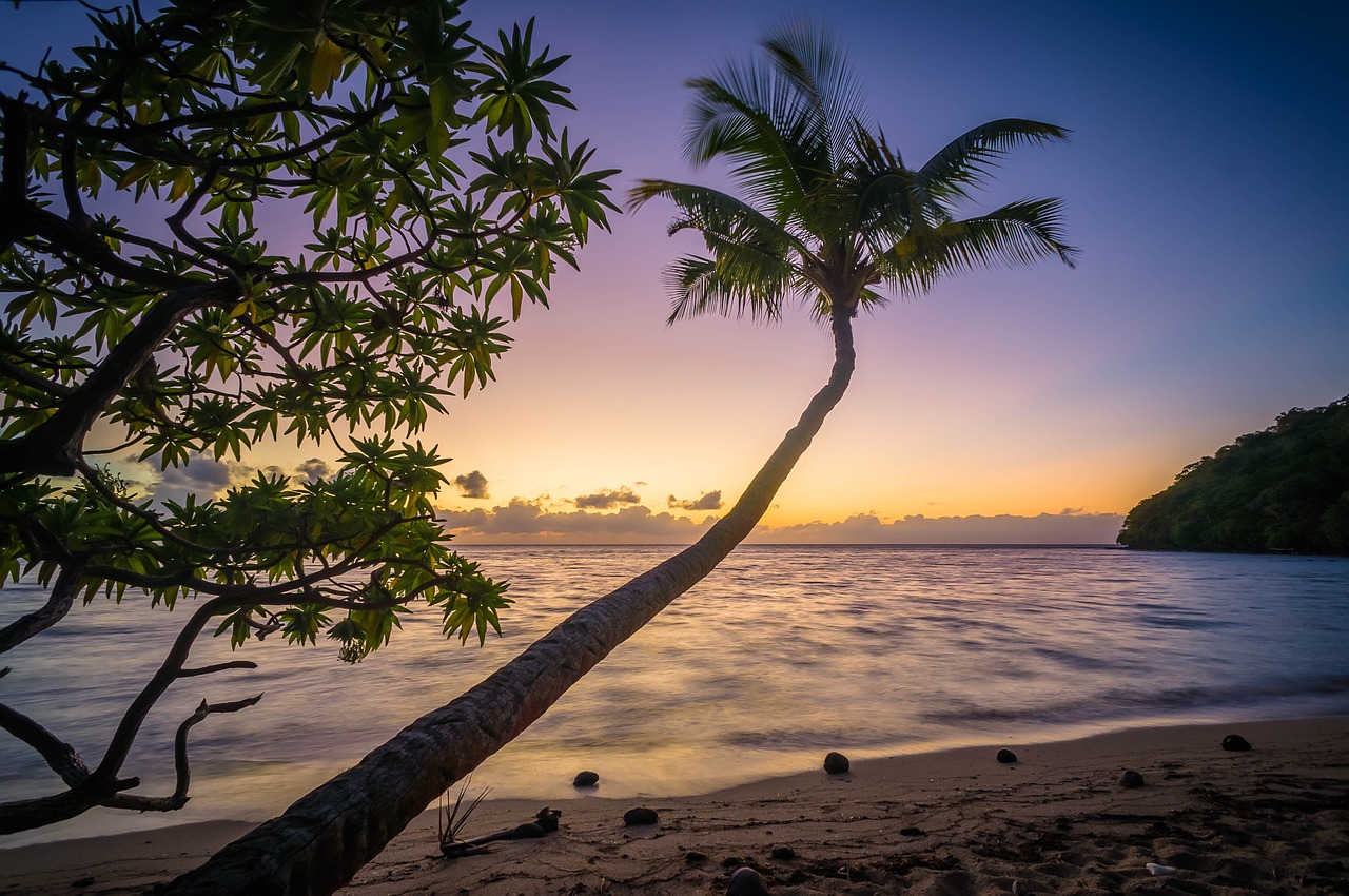 beach palm trees free photo