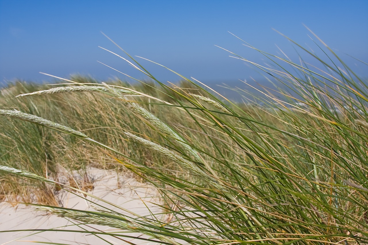 beach dunes coast free photo