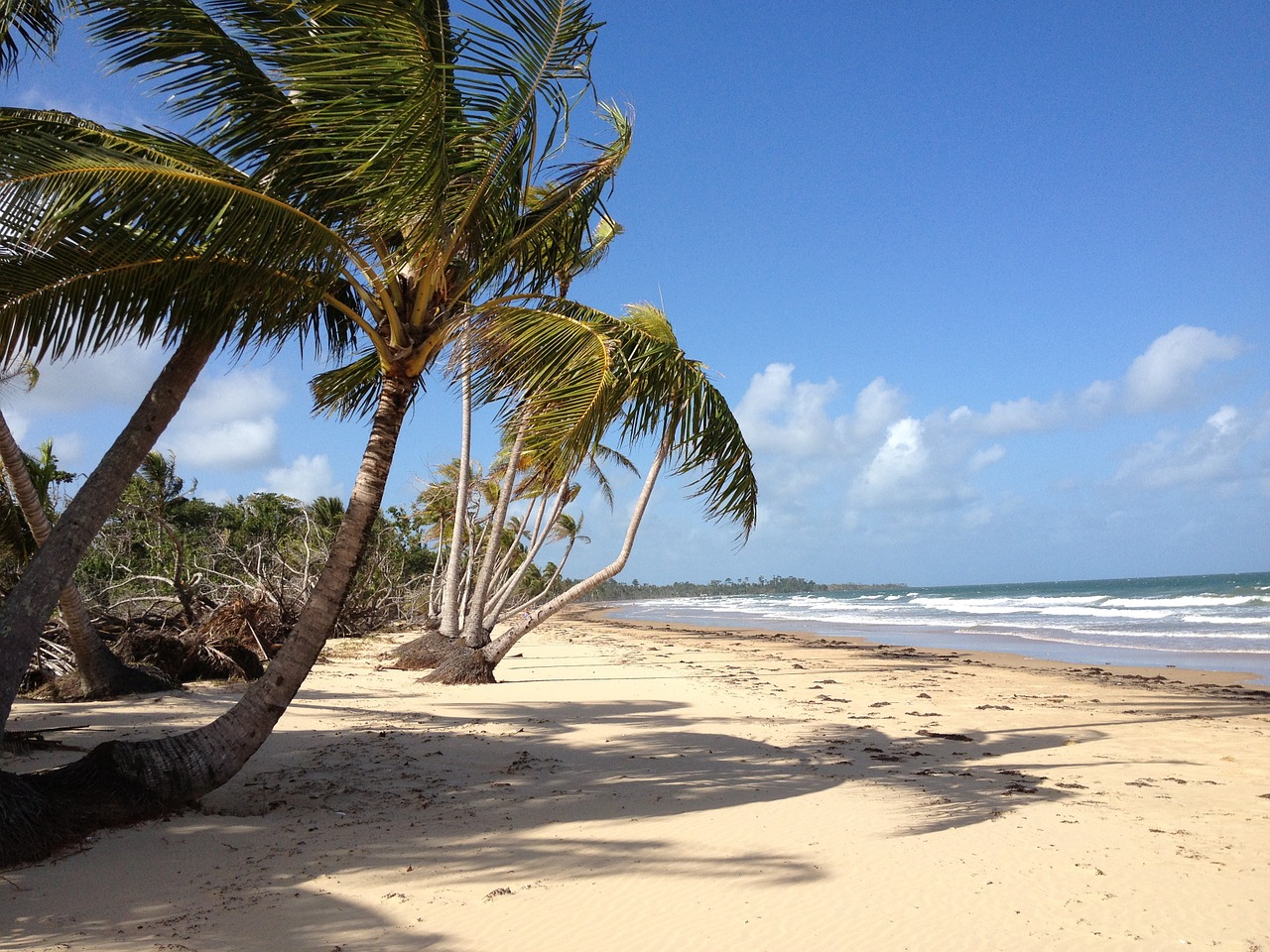 beach palm tree australia free photo