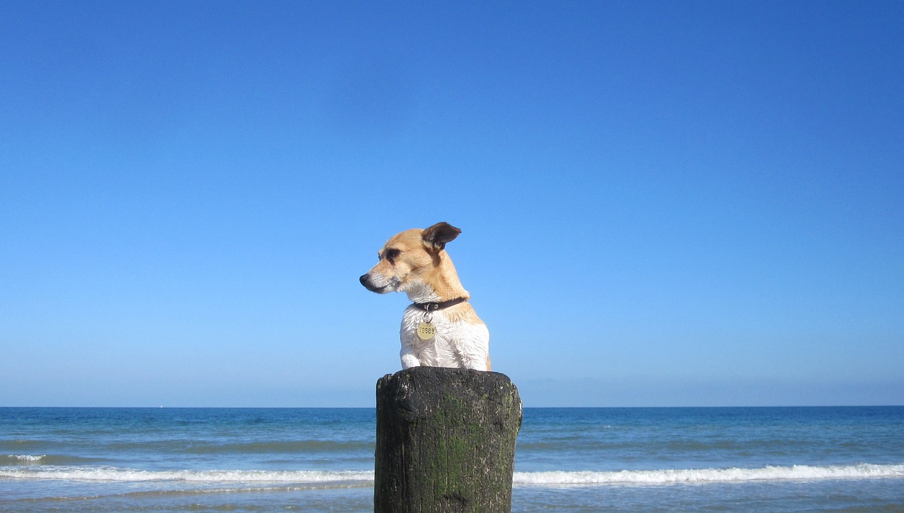 beach sand pet free photo