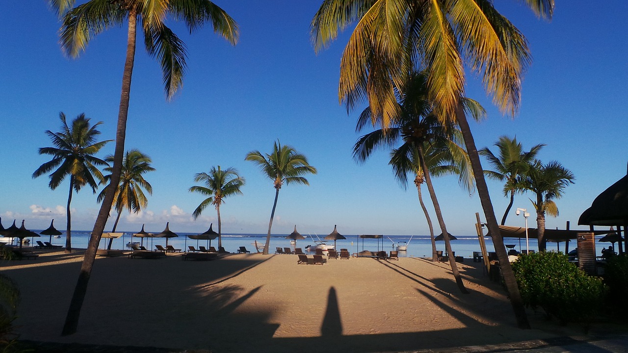 beach palm tropical free photo