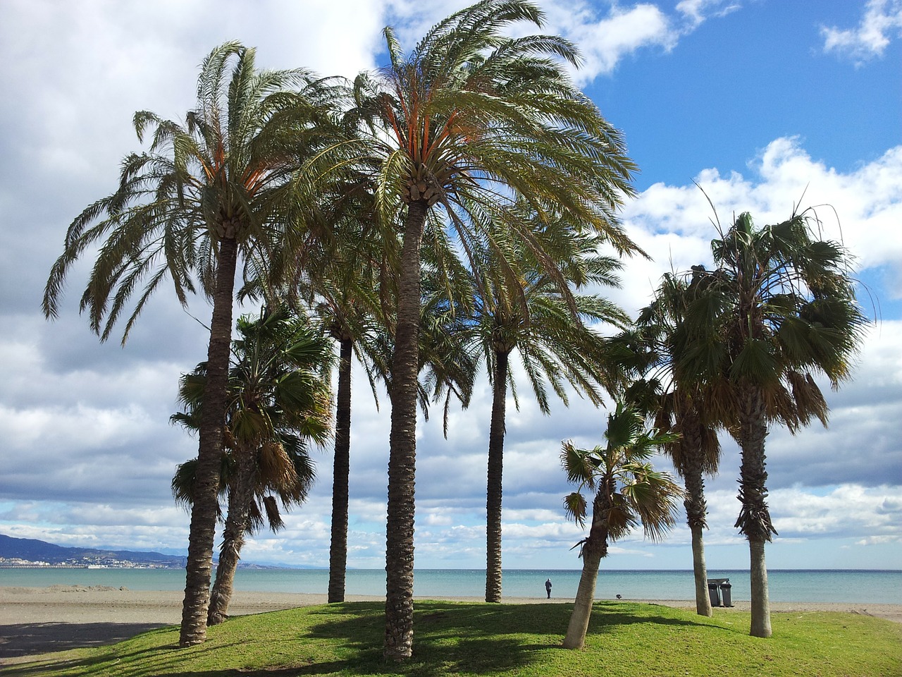 beach sea palms free photo