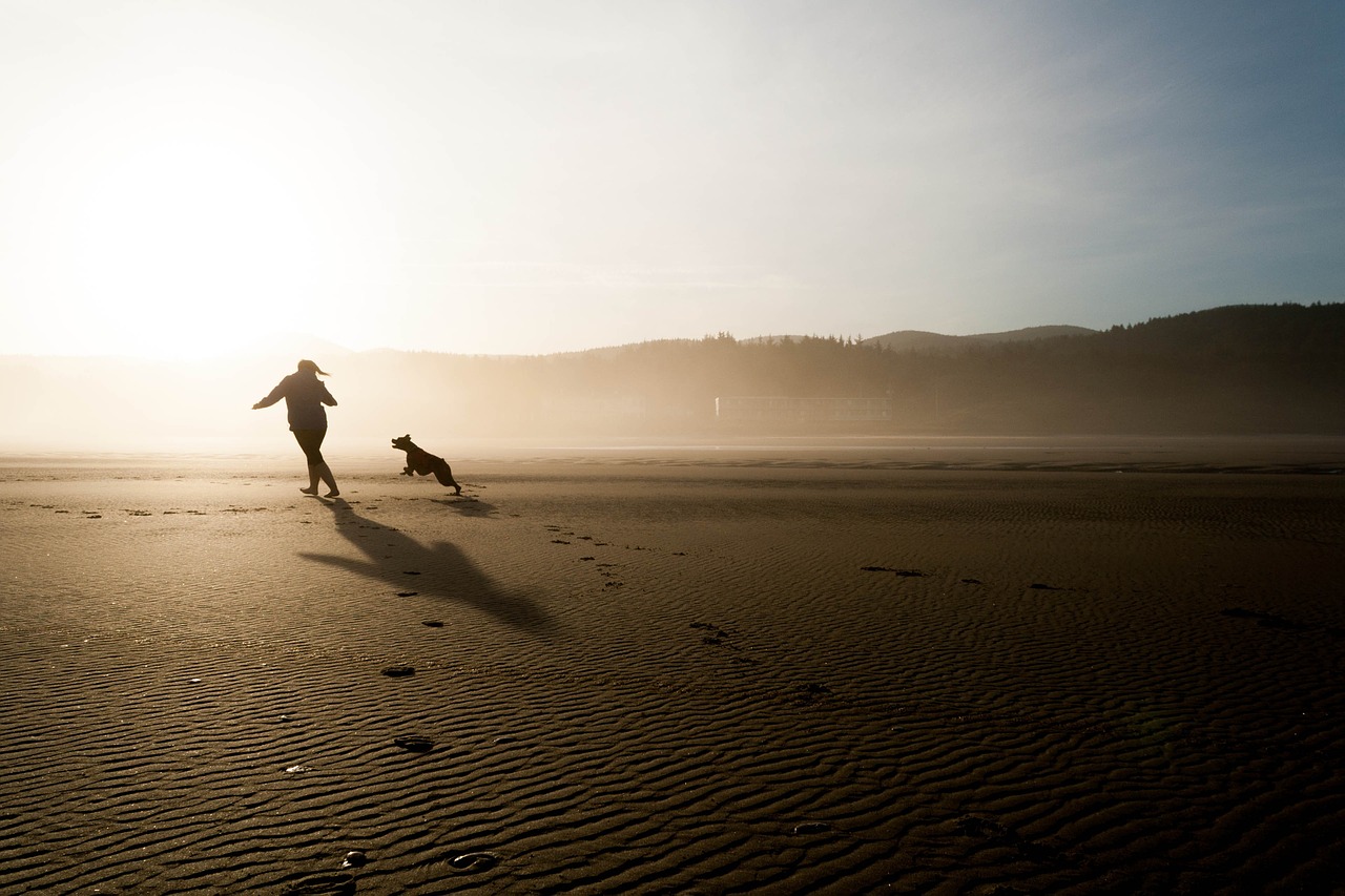 beach dog chase free photo