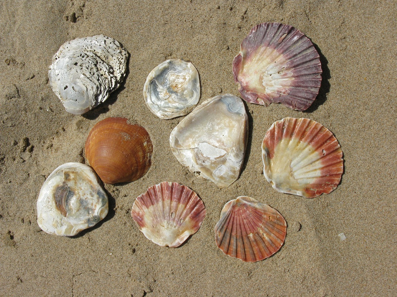 beach sun mussels free photo