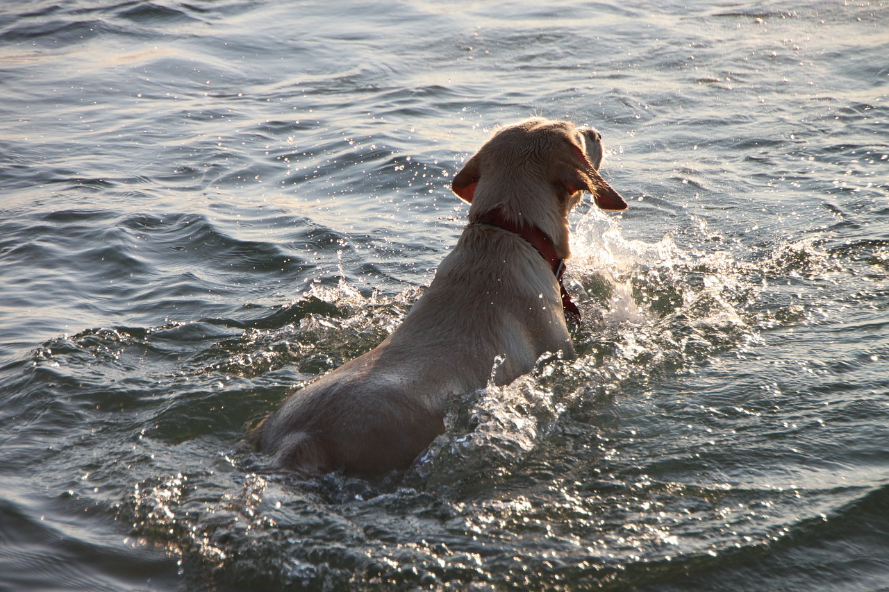 beach dog funny free photo