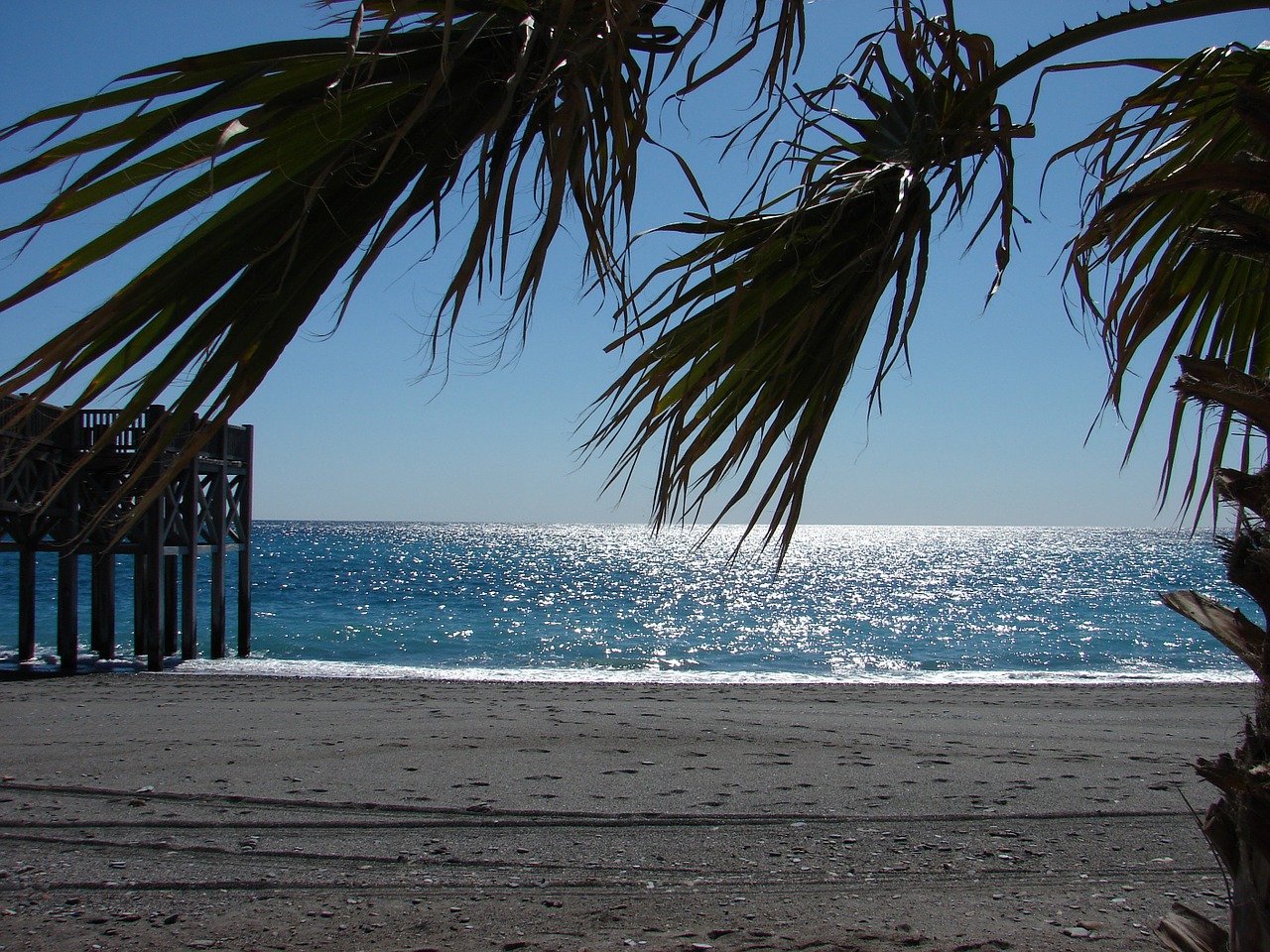 beach evening sun palm free photo