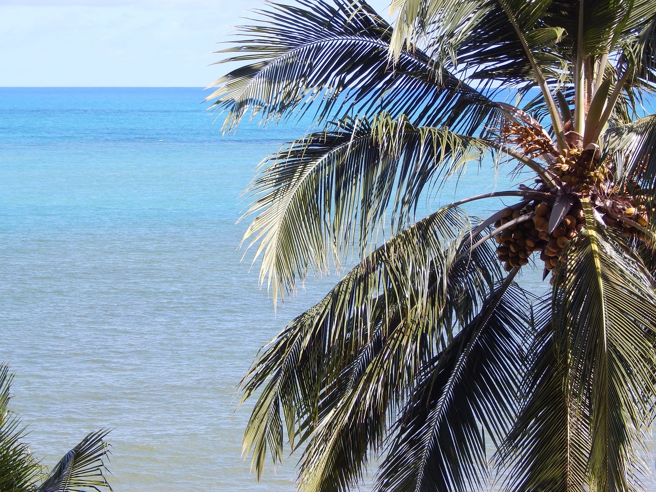 beach coconut tree litoral free photo