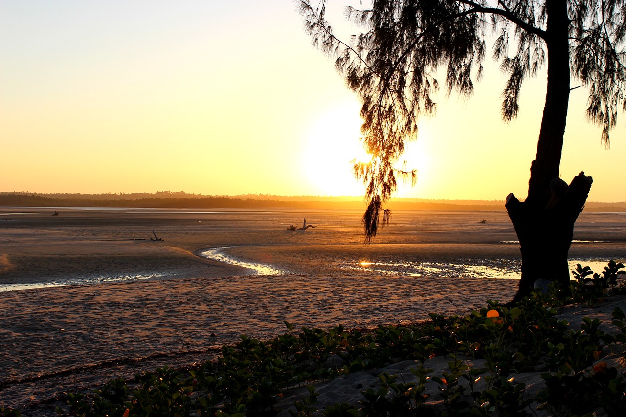 beach sunset tree free photo