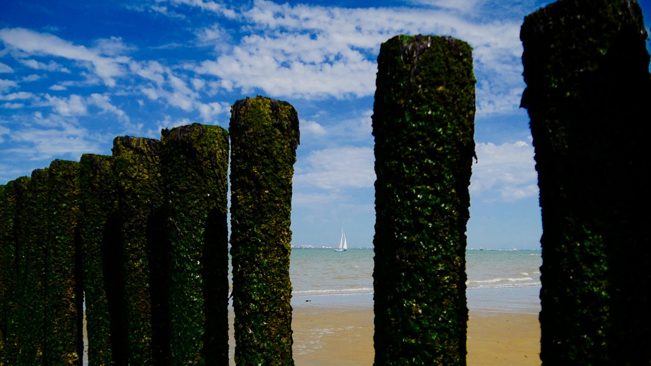 beach sailing boat sea free photo