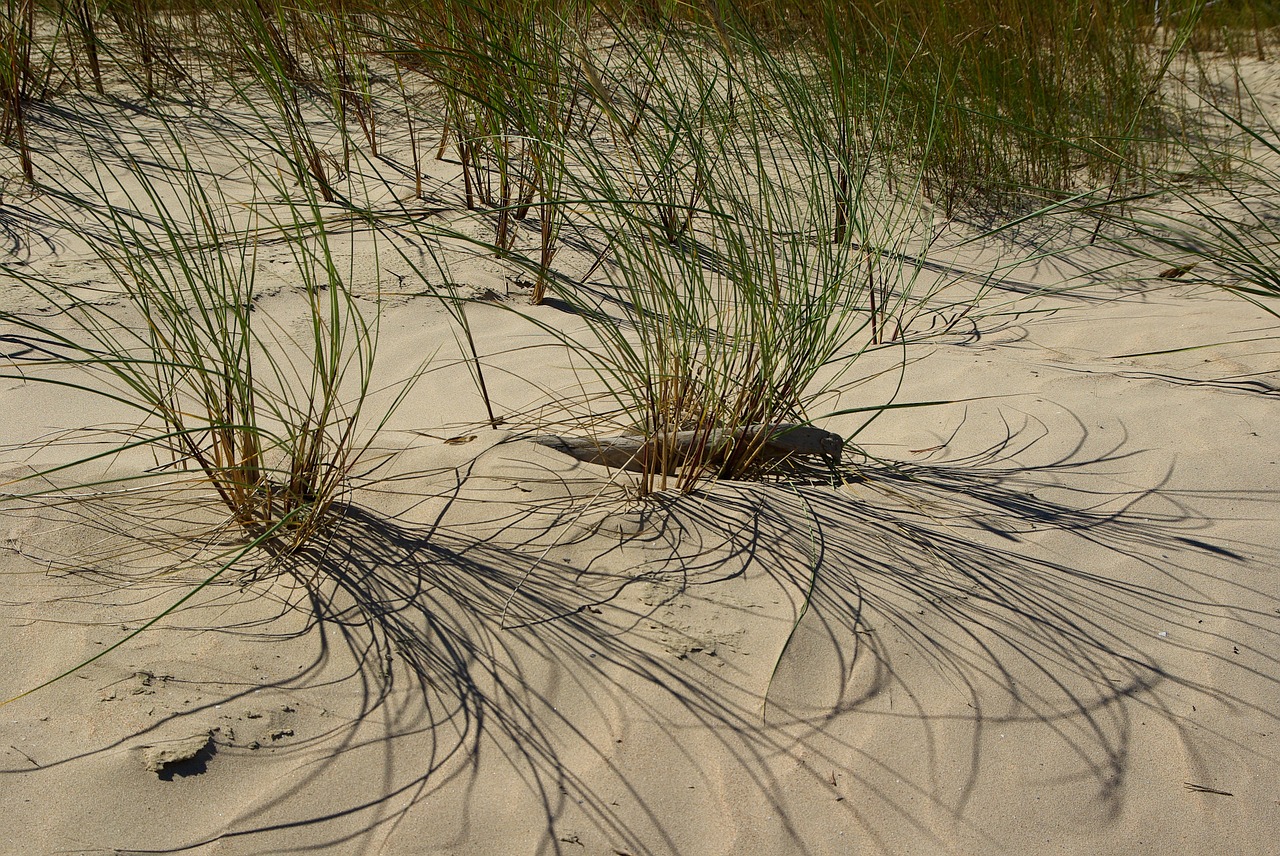 beach sand herbs free photo