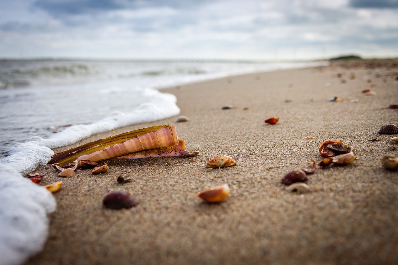 beach sea shell free photo