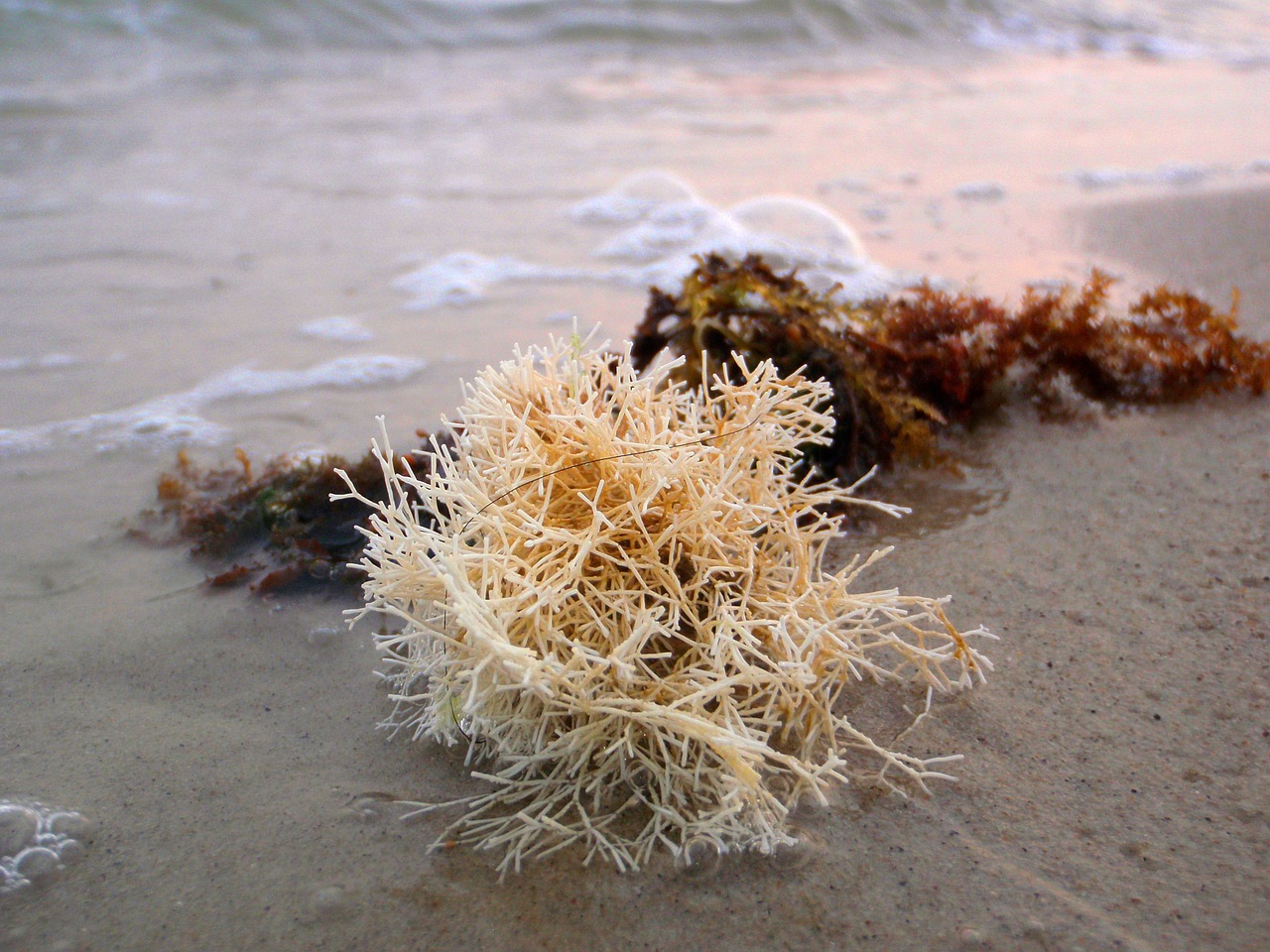 beach seaweed coral free photo