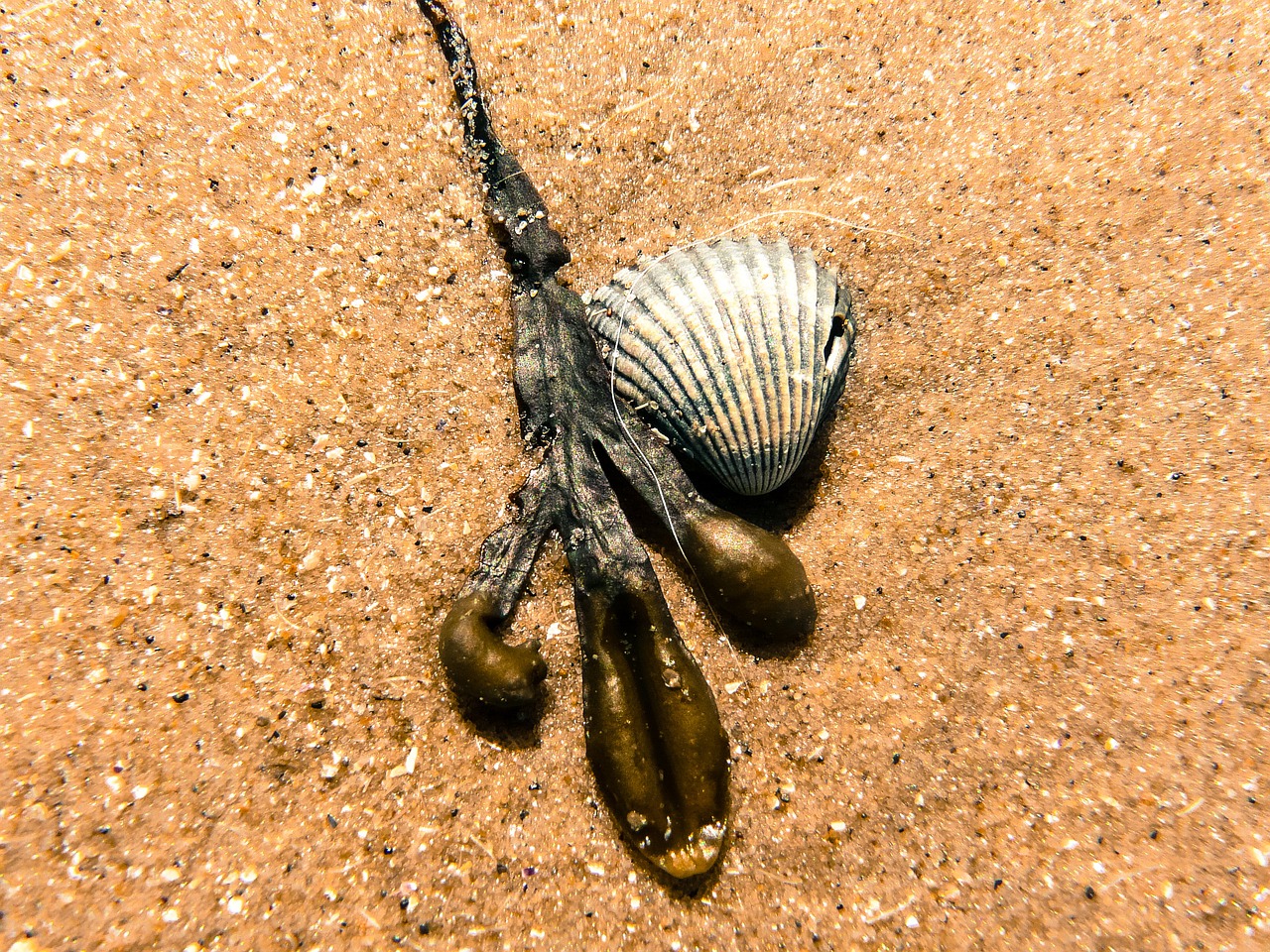 beach shell seaweed free photo