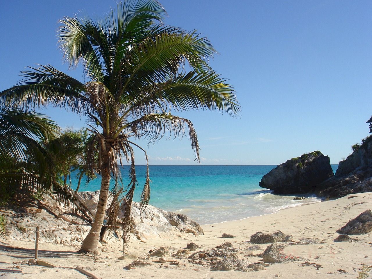 beach palm trees sand free photo