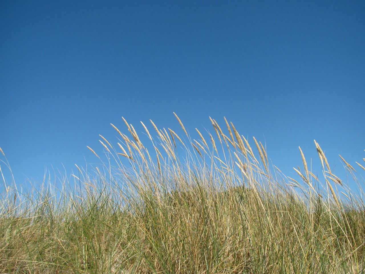 beach sky grasses free photo