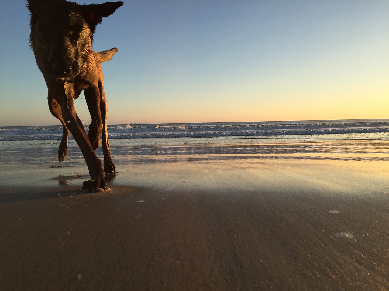 beach sand dog free photo