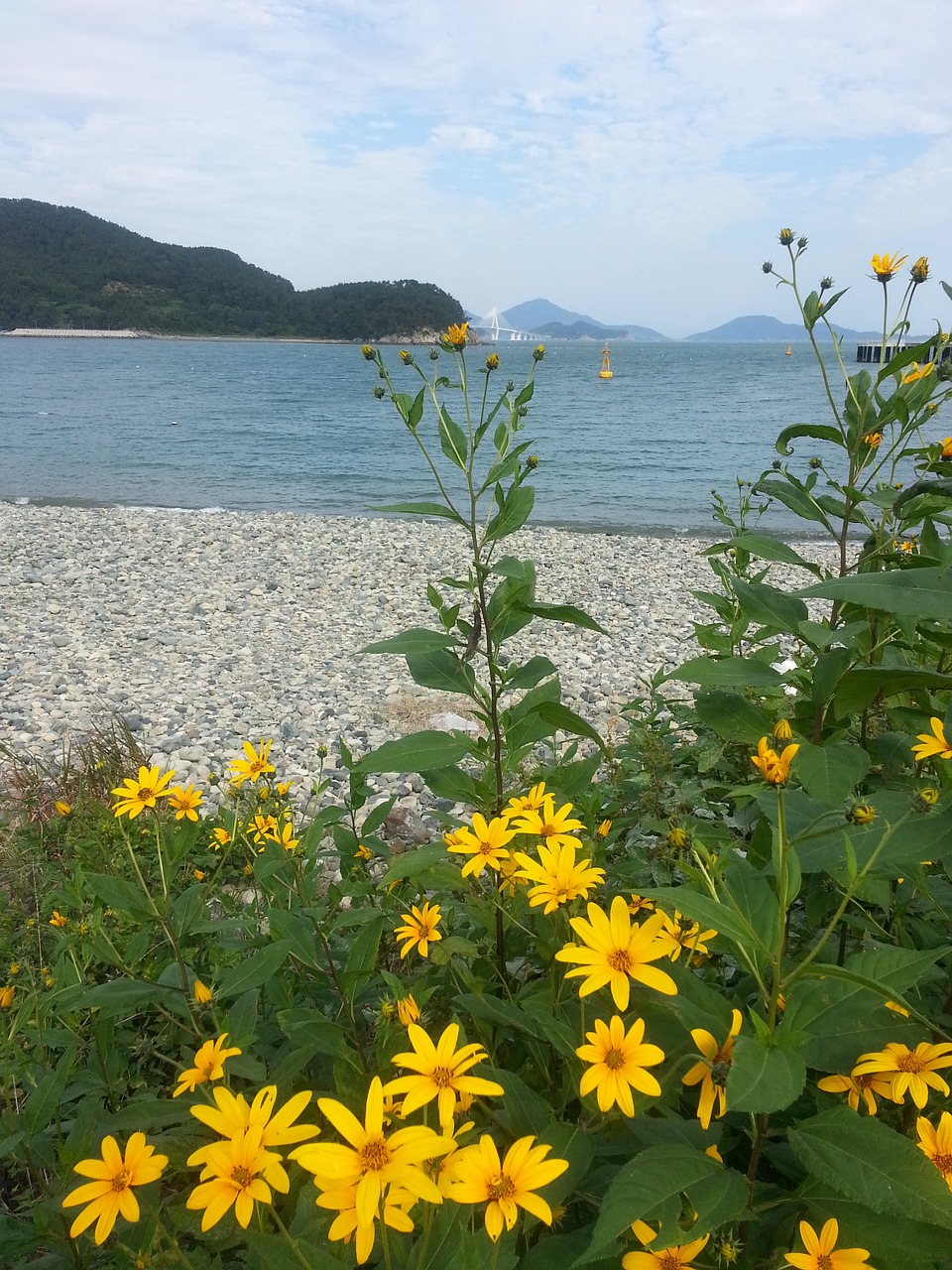 beach flowers autumn free photo