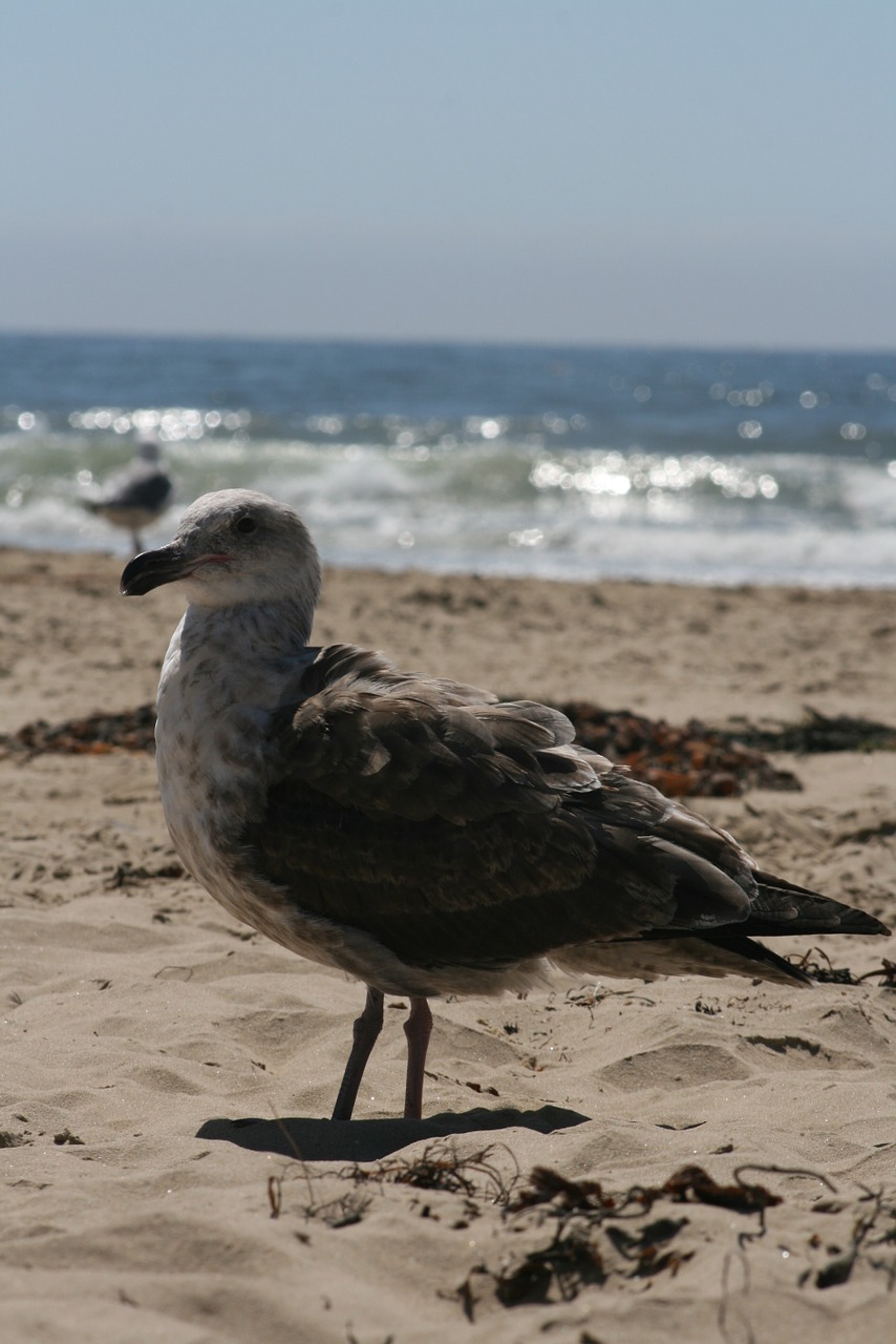 beach seagull sea free photo