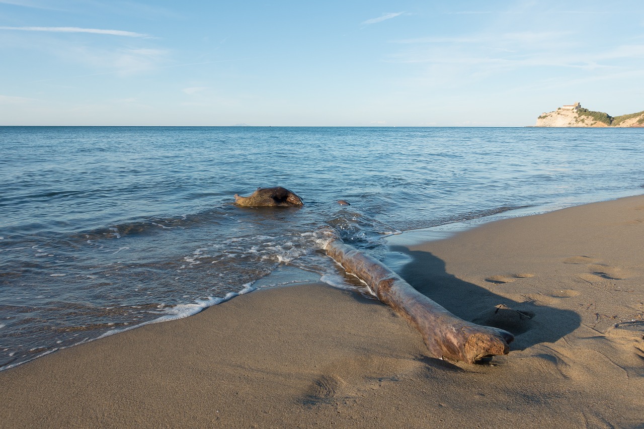 beach sea log free photo