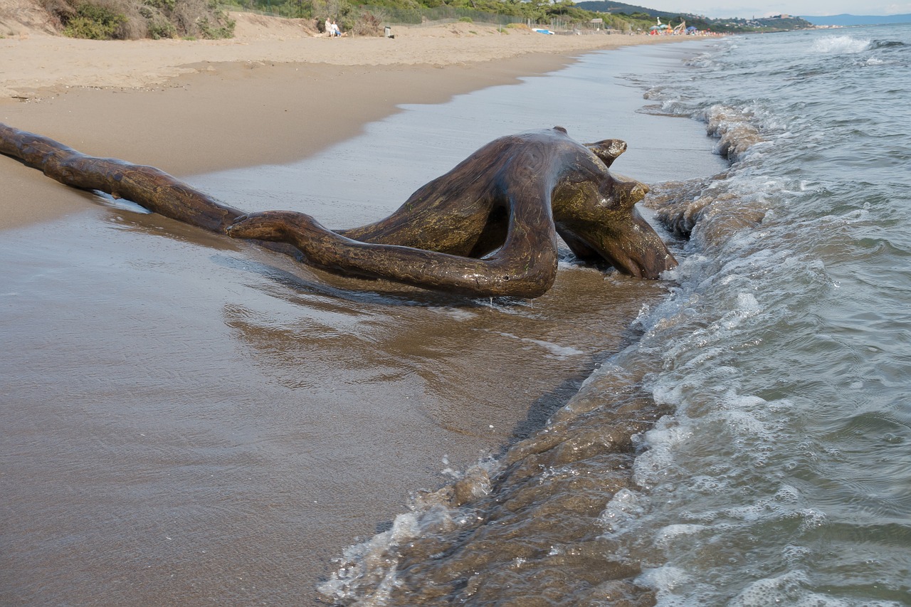 beach sea log free photo