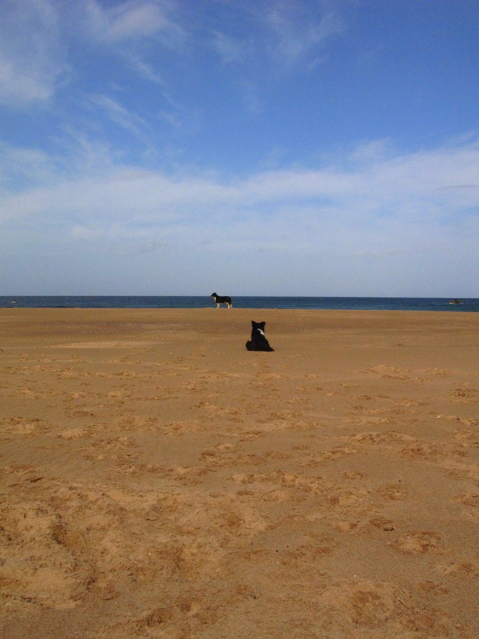 beach dog scotland free photo