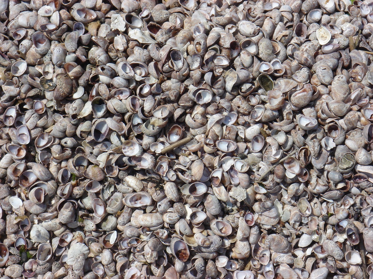 seashell sand outdoor free photo