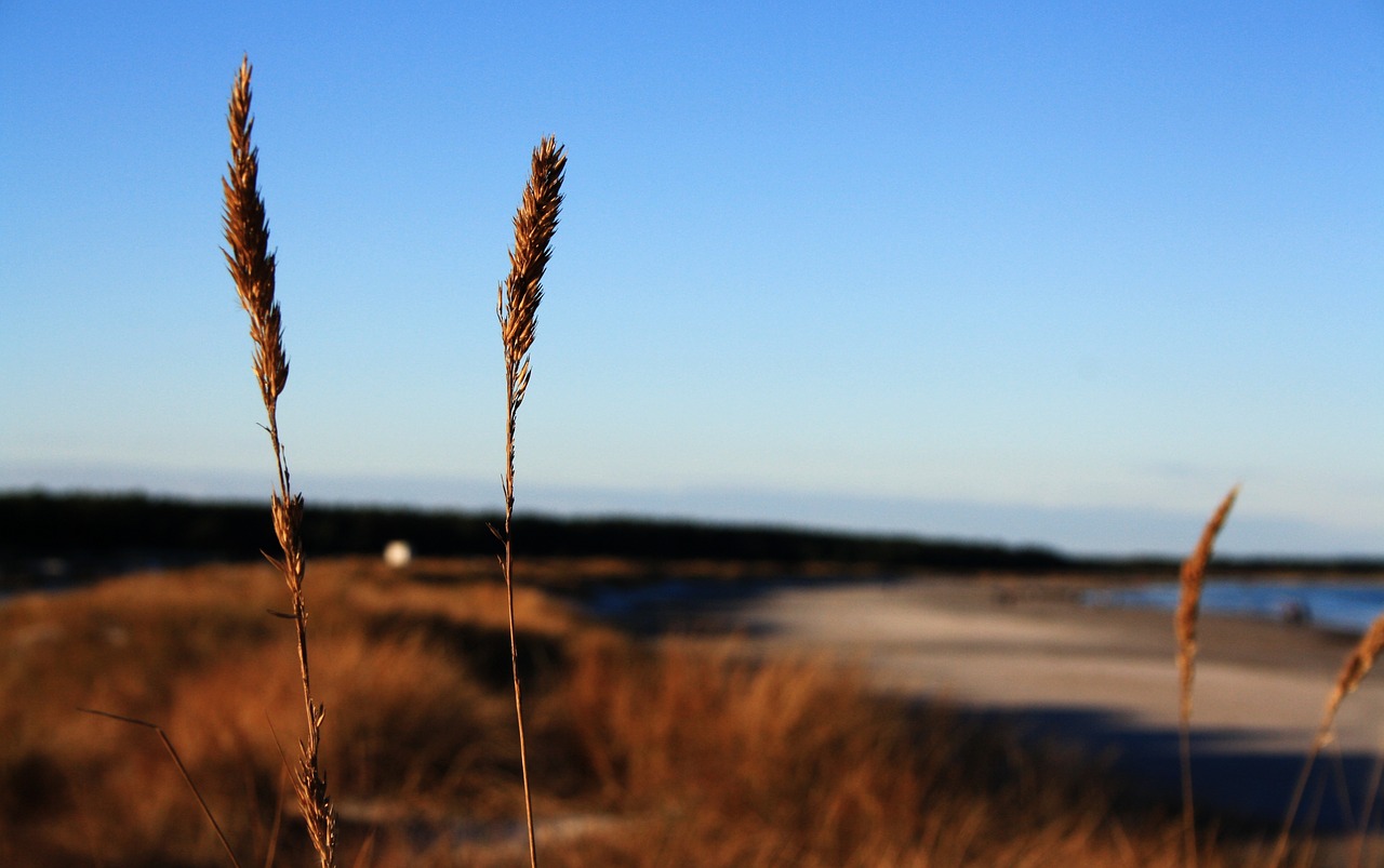 beach prerow dune free photo