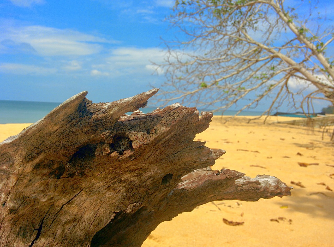 beach driftwood wood free photo