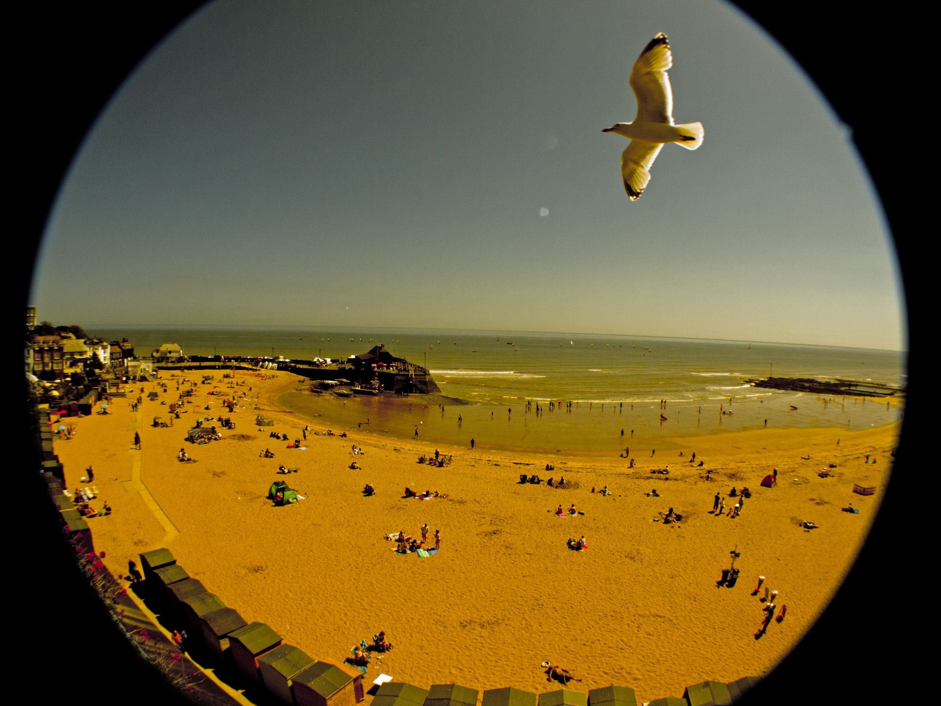 beach sandy seagull free photo