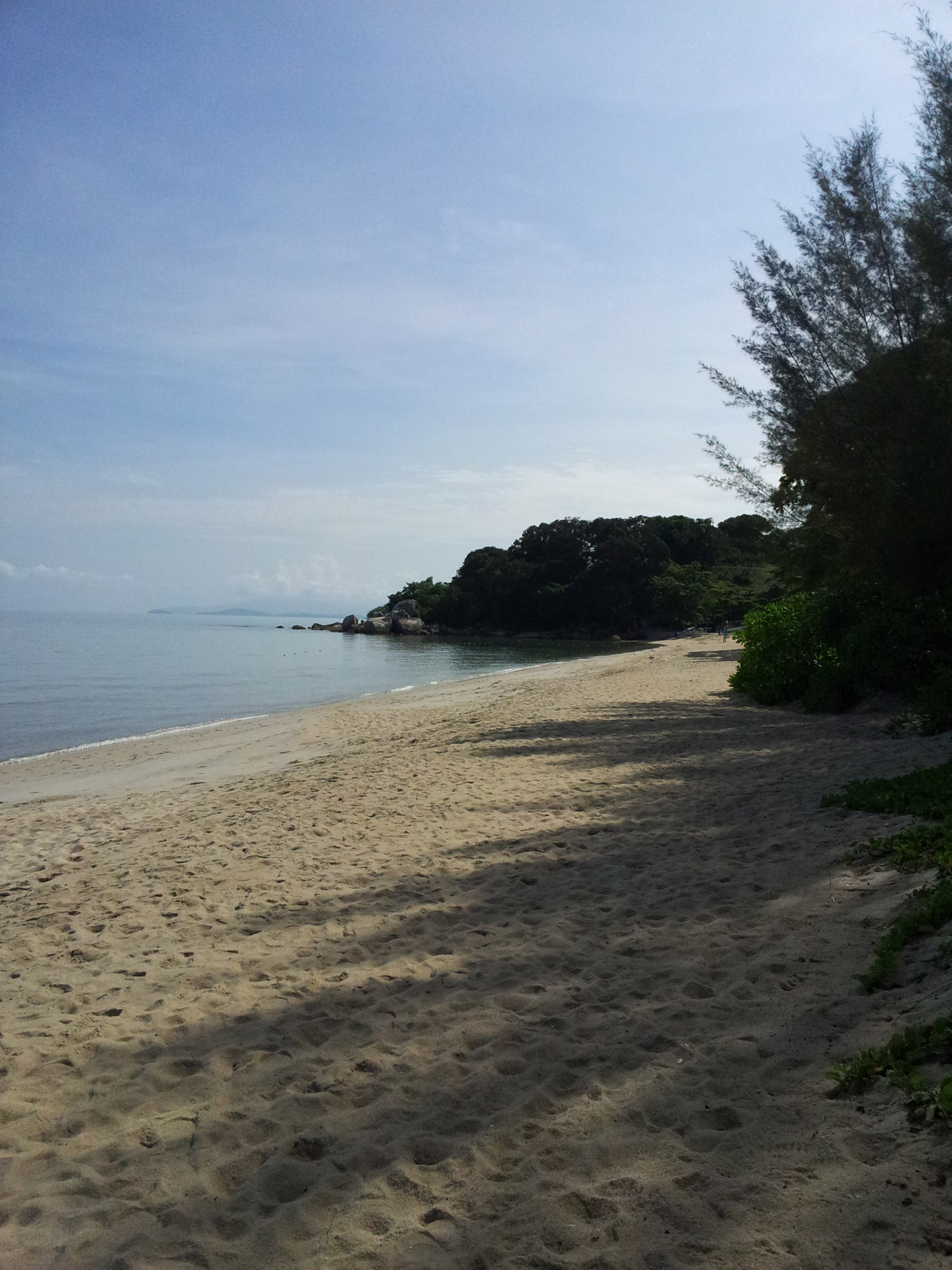 beach tree beach and the tree free photo