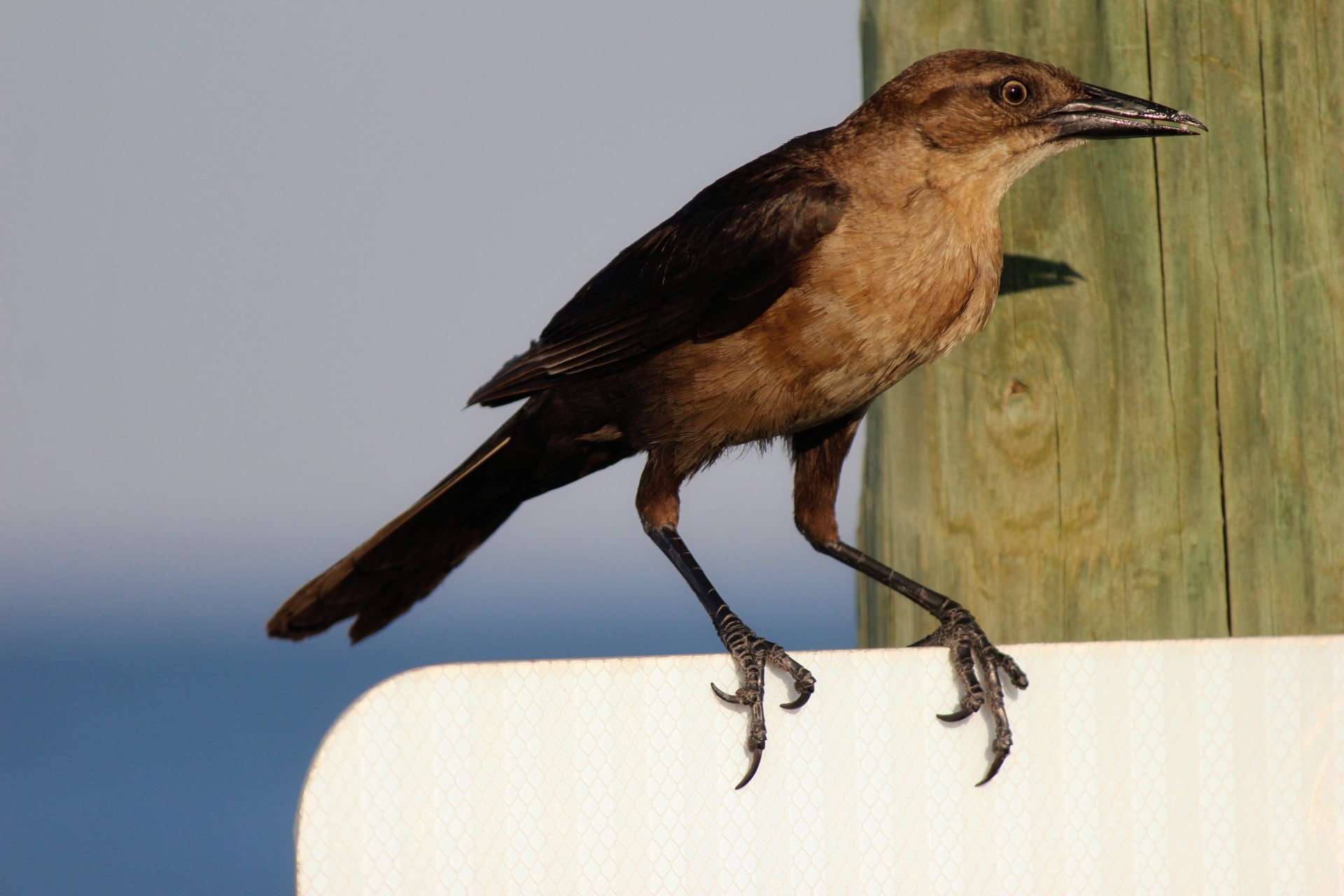 bird feathers beak free photo