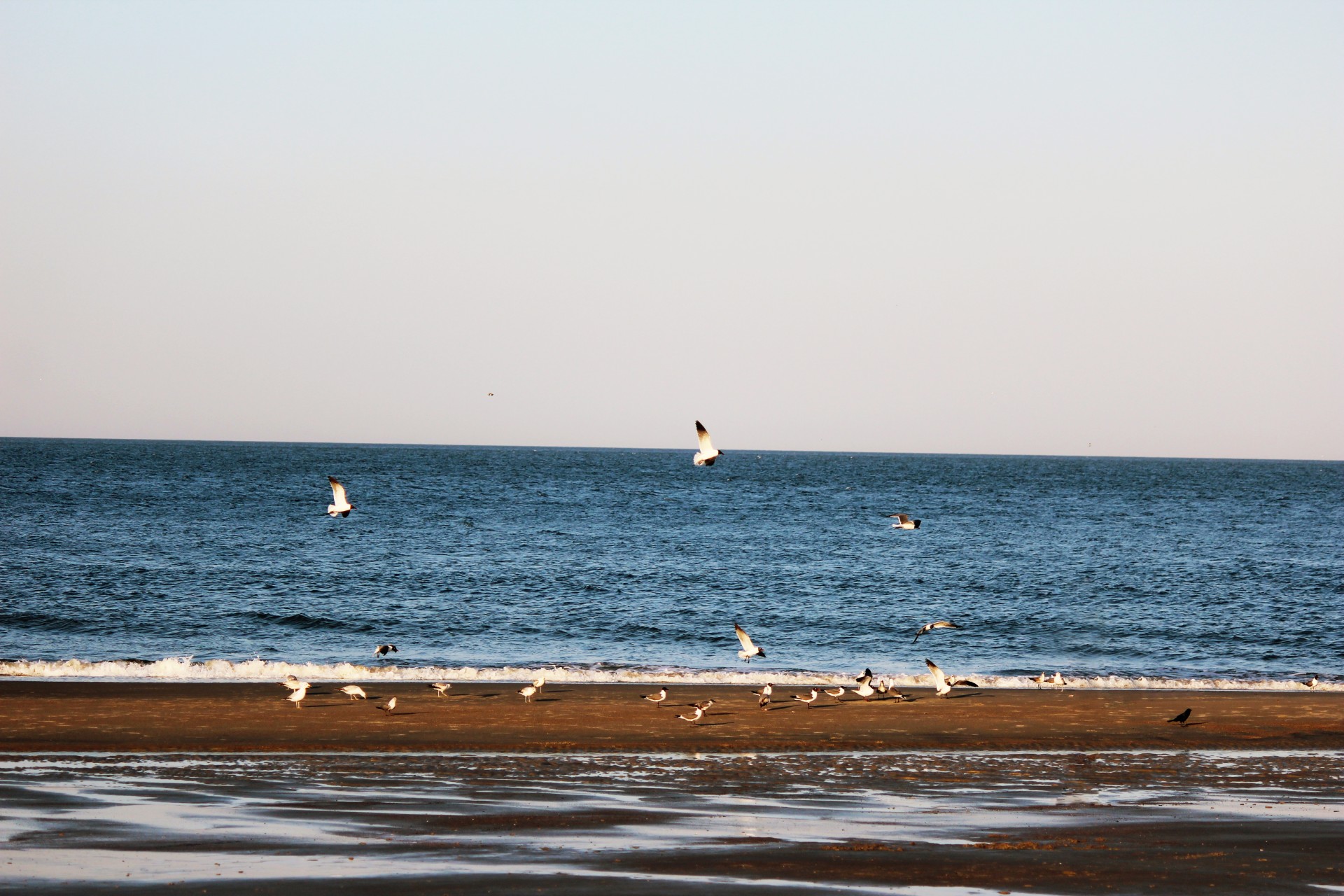 birds flock flying hovering free photo