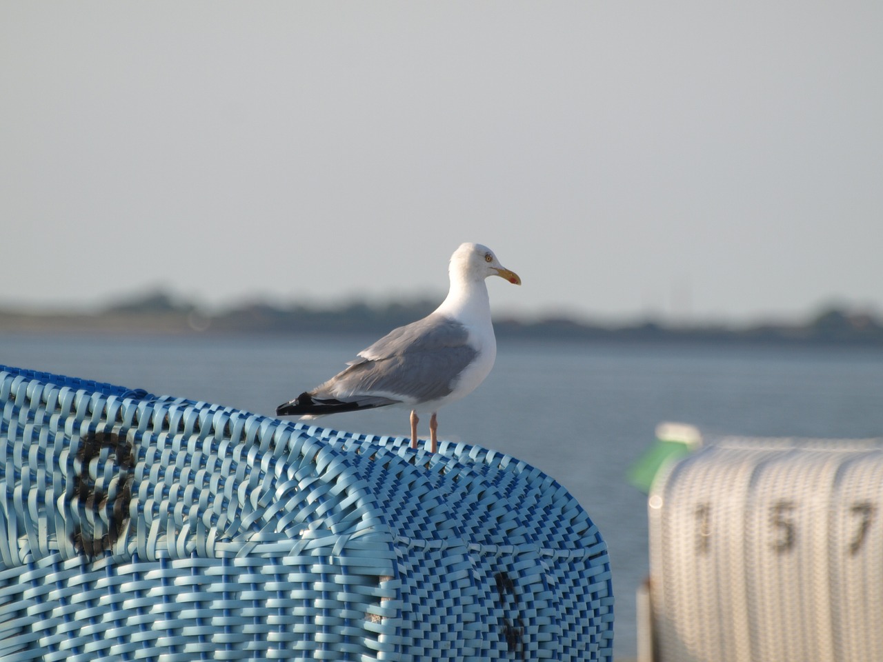 beach chair seagull coast free photo
