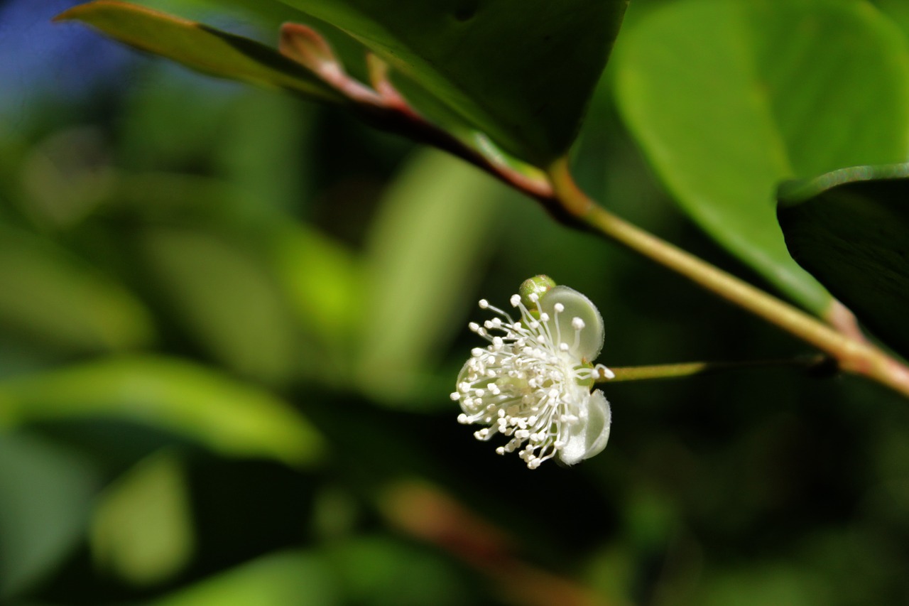 beach cherry flower plant flower free photo