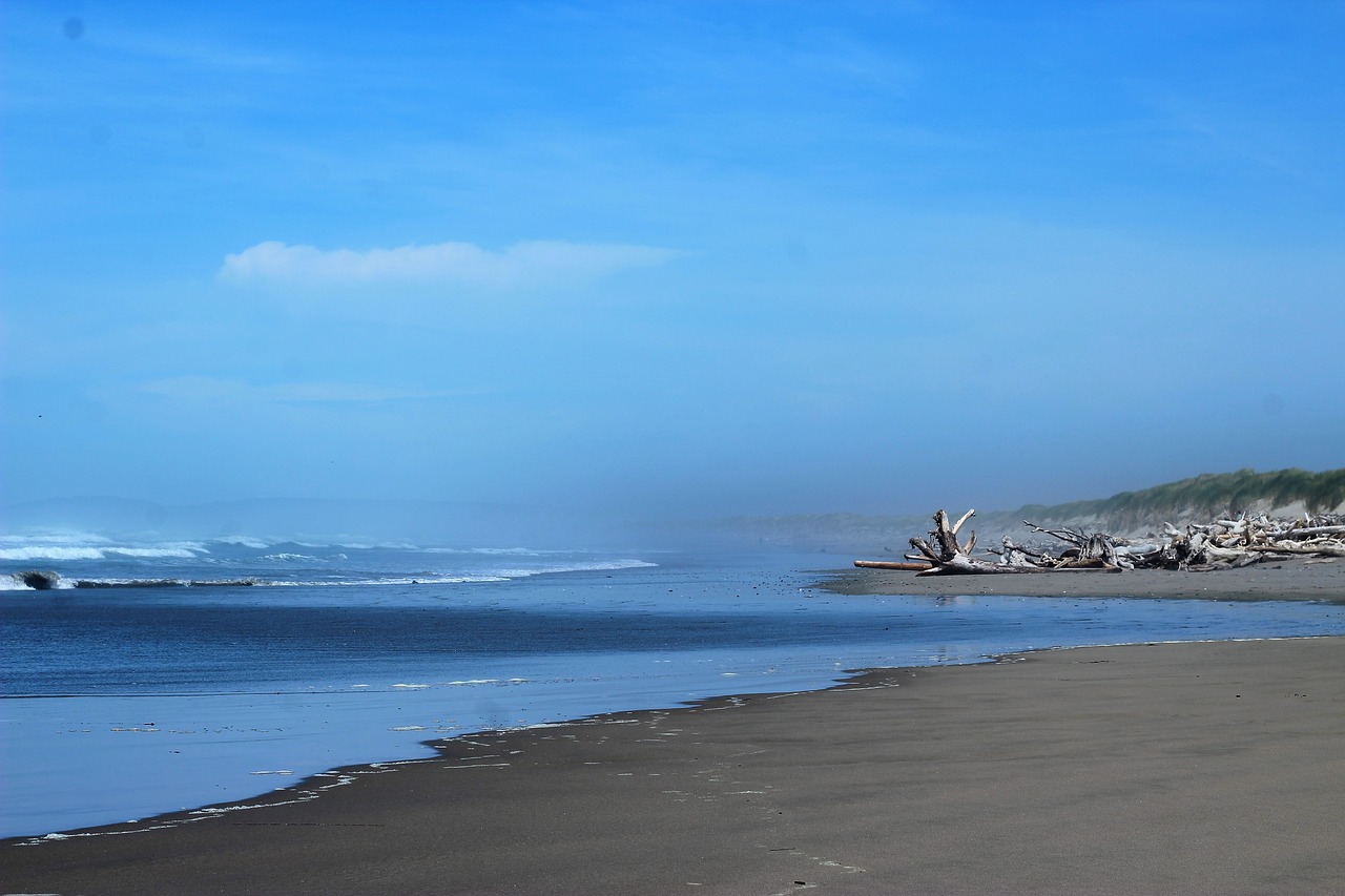 beach driftwood ocean oregon free photo