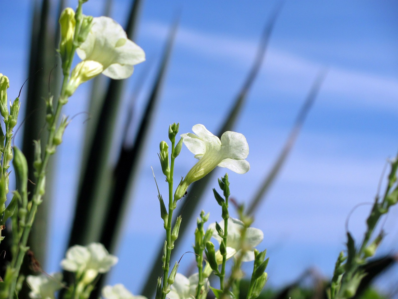 beach flower beach white free photo