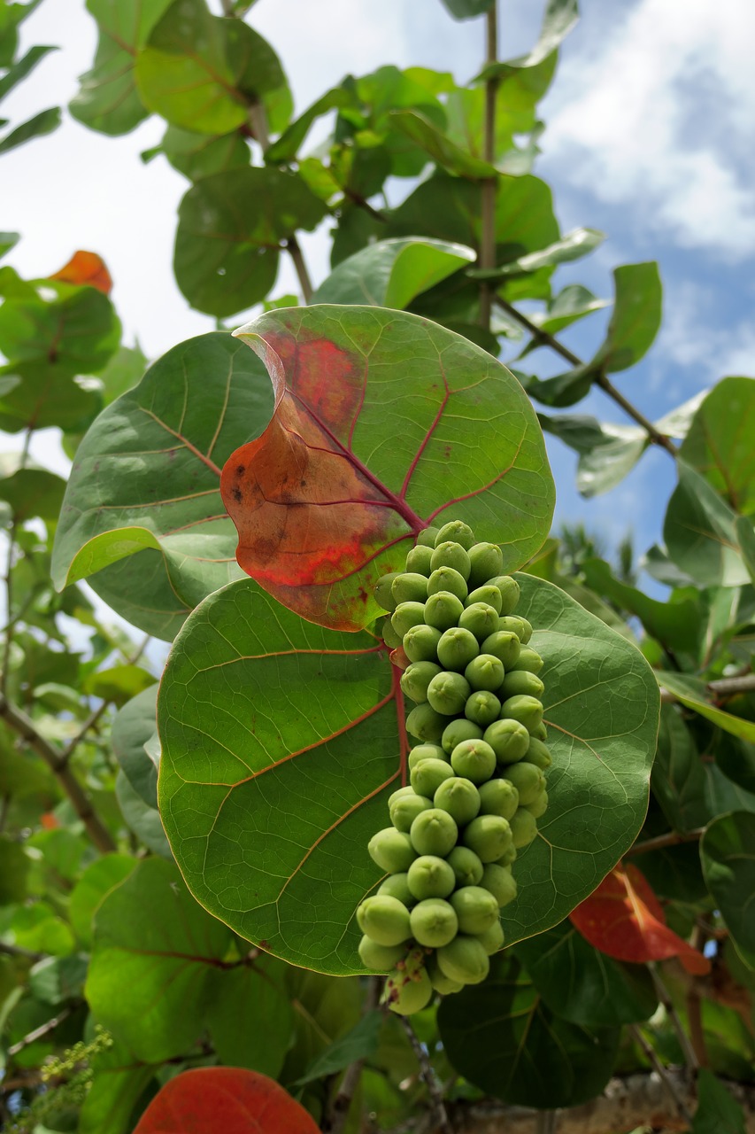 beach grape  grape  green free photo